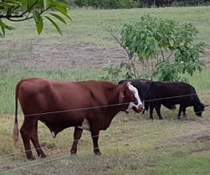 Cattle at our Cobberdog breeding property