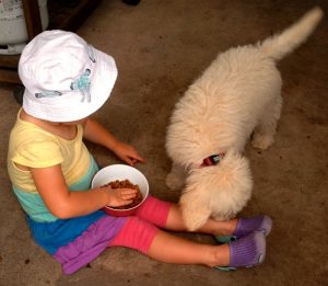 Cobberdog pup and child
