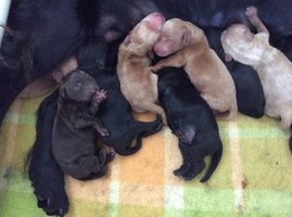 Litter of new Cobberdog pups