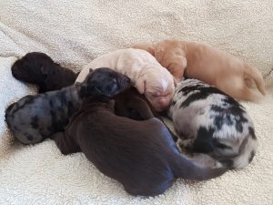 New Litter of Puppies