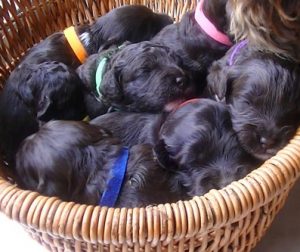 Basket of Cobberdog puppies