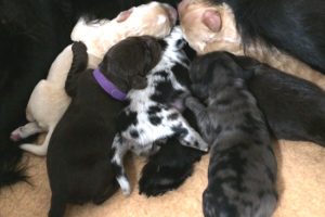 Newborn puppies - multi-coloured