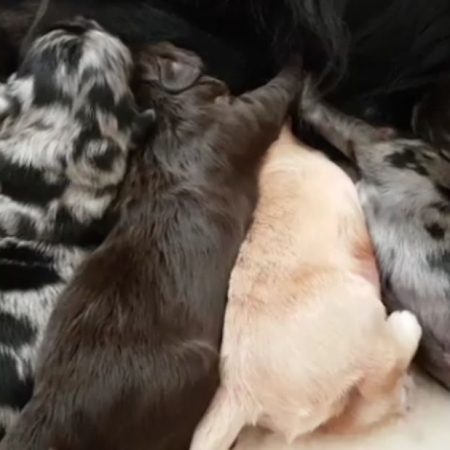 Litter of newborn pups