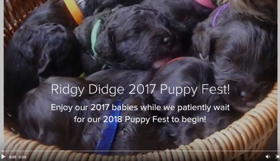 Ridgy Didge Puppy Fest 2017 video