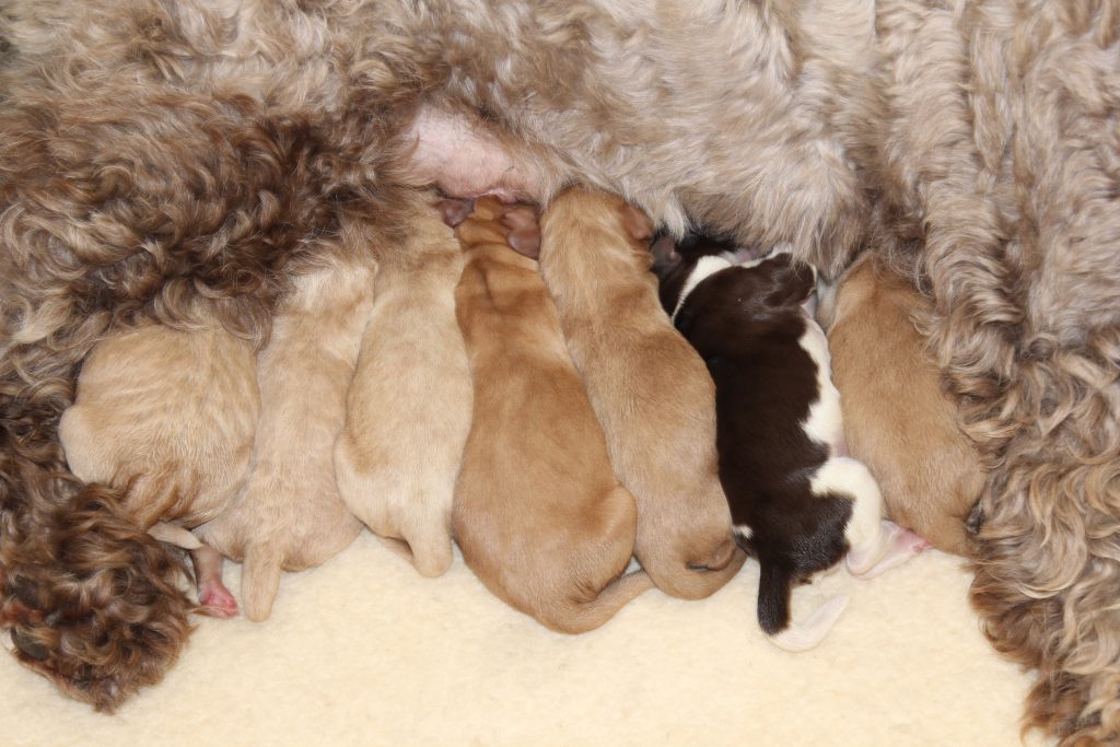 Newborn Cobberdog Puppies