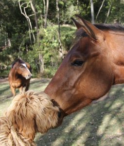 Ridgy Didge Australian Cobberdog and Horses