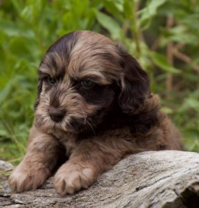 brown merle cobberdog pup
