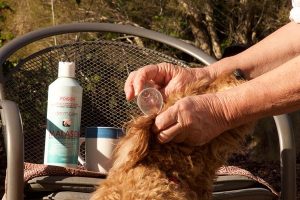 Ridgy Didge Cobberdog ear cleaning guide