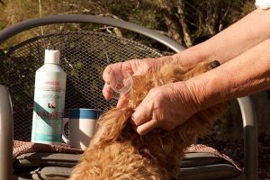 Ridgy Didge Australian Cobberdog ear cleaning guide