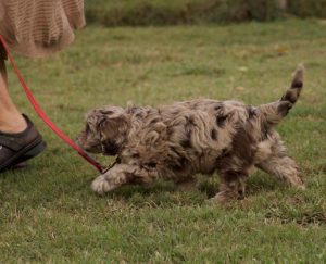 Brown Merle Cobberdog puppy on leash