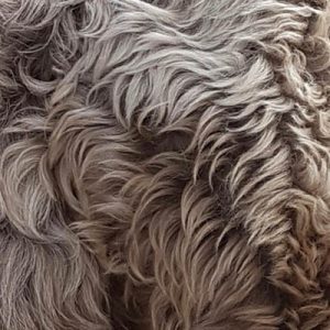 Ridgy Didge fleece coat cobberdog