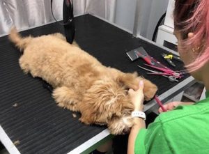 puppy being groomed