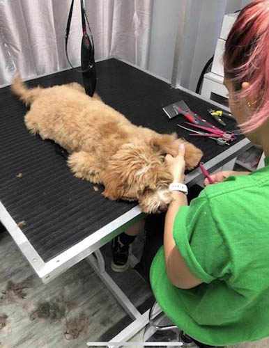 puppy being groomed
