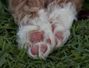 puppy paws