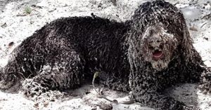 wet sandy cobberdog