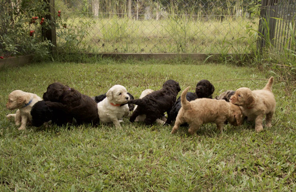 Litter of healthy Cobberdog puppies with no inherited diseases