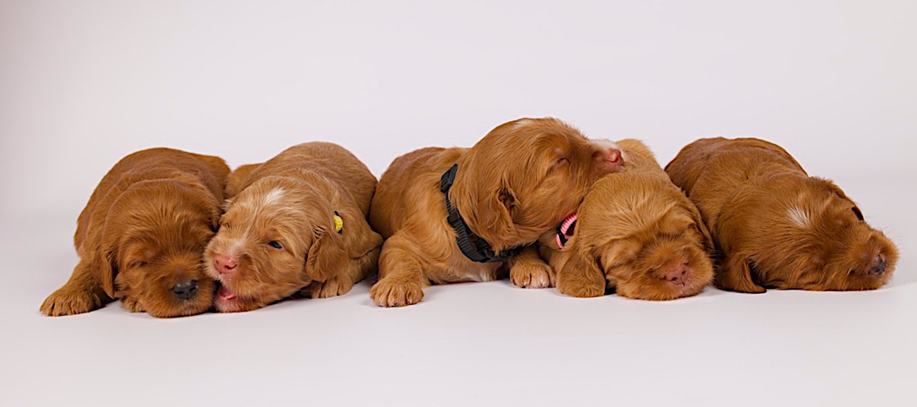 Newborn golden Cobberdog pups
